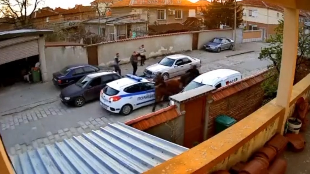 Кон прегази патрулка в Раковски (ВИДЕО)