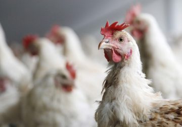 В Китай откриха първи случай на птичи грип при човек