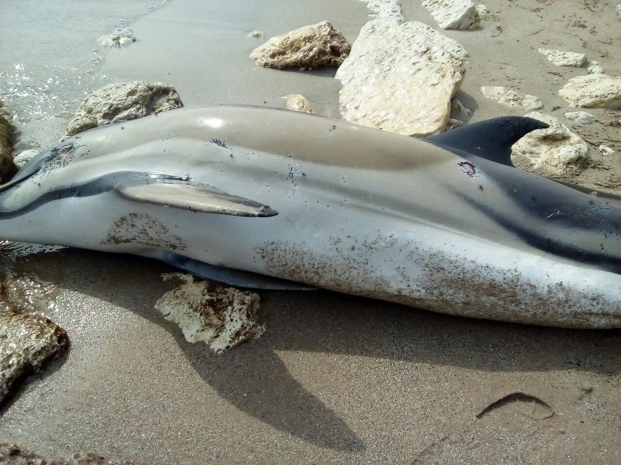 Мъртъв делфин изплува на плаж “Смокиня”