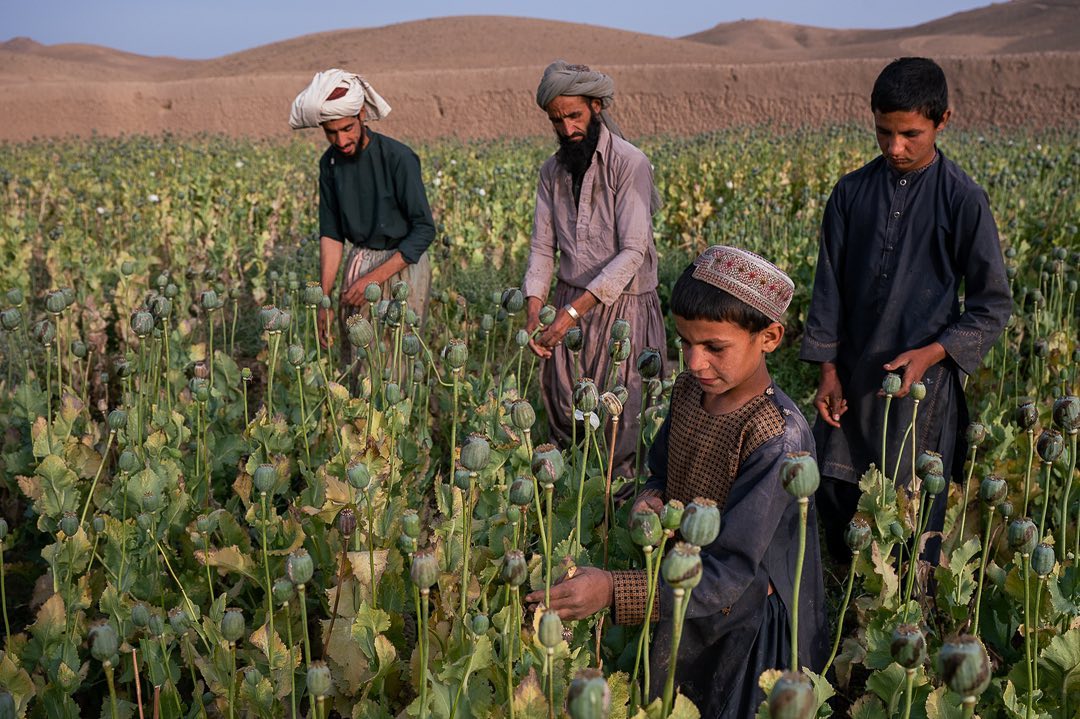 Талибаните започнаха кампания за ликвидиране на маковите насаждения