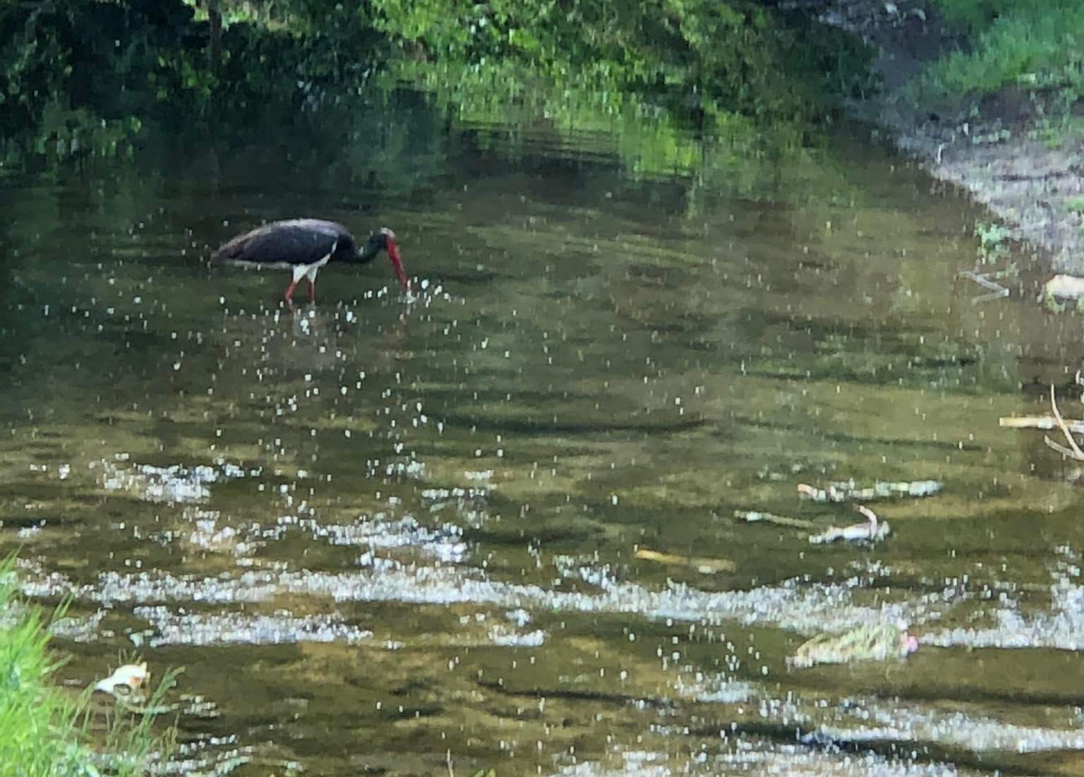 Черен щъркел се появи във Върбица
