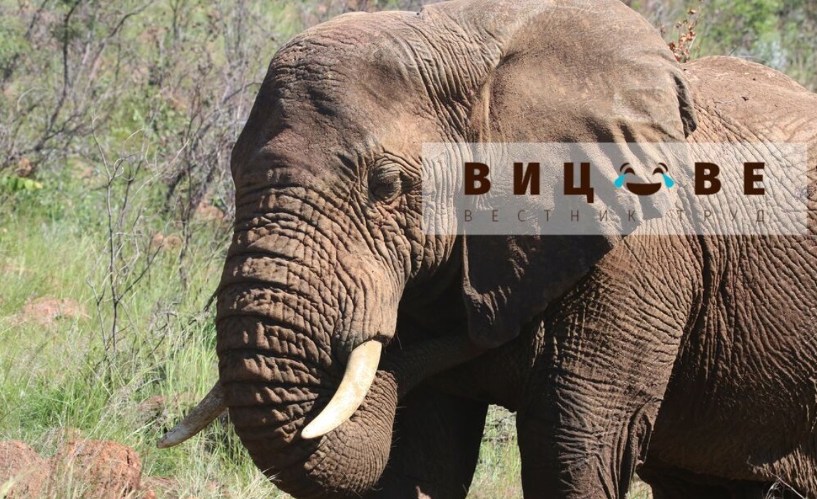 Какво е да помниш като слон?