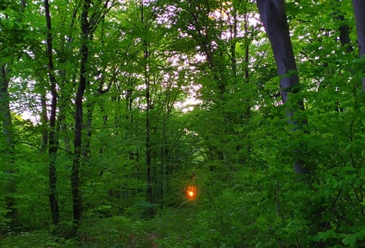 Започна кампания за закупуване на имоти в горски територии, собственост на физически лица