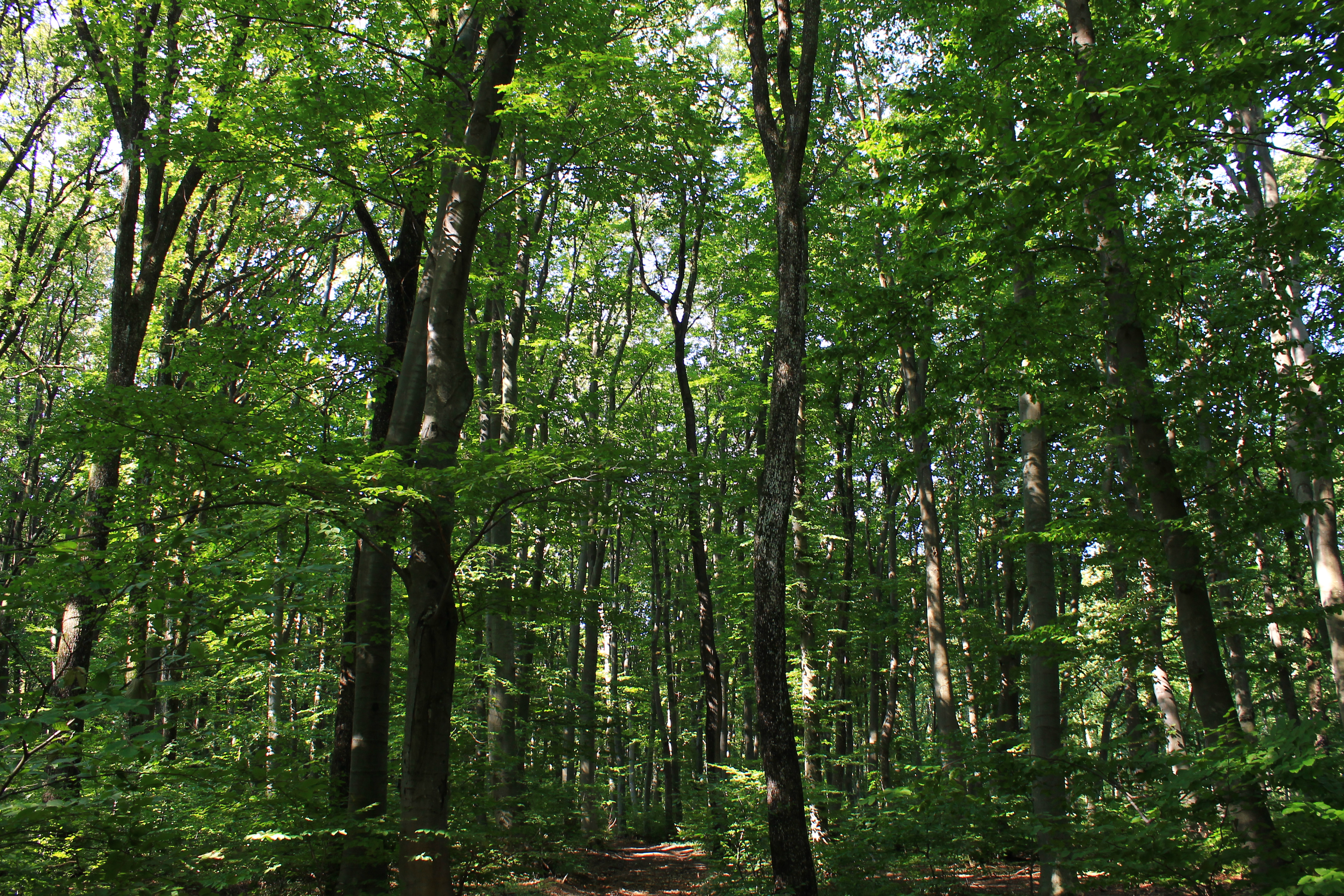 Без нарушения в горите на Североизтока