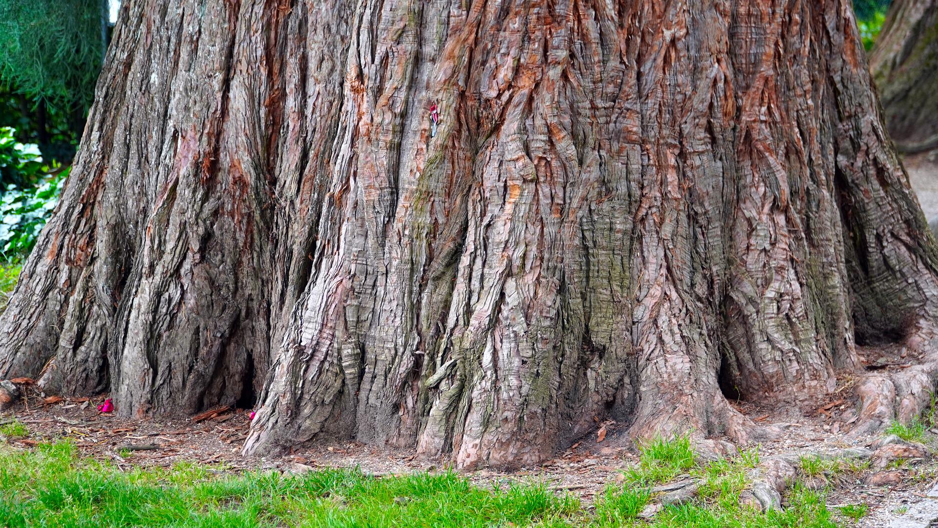 Дърво падна и смаза кола в Стара Загора