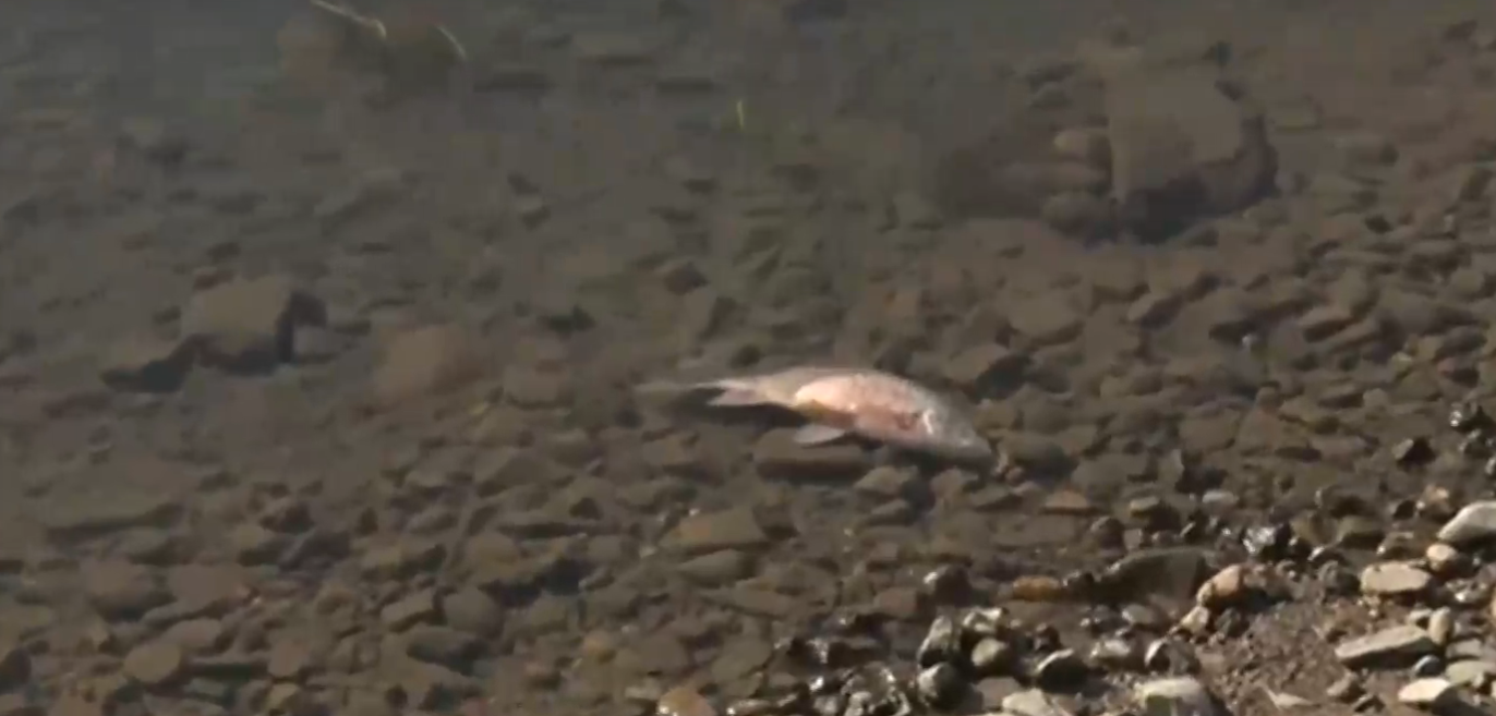 Хиялди мъртви риби изпълниха язовир Студен кладенец