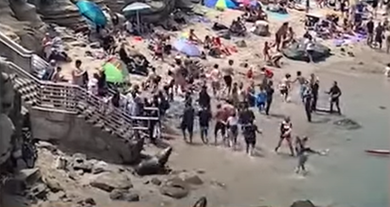 Морски лъвове подгониха плажуващи в Сан Диего (ВИДЕО)
