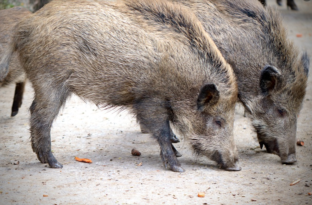Двама души загинаха при сблъсък на три коли, предизвикан от стадо диви свине в Гърция