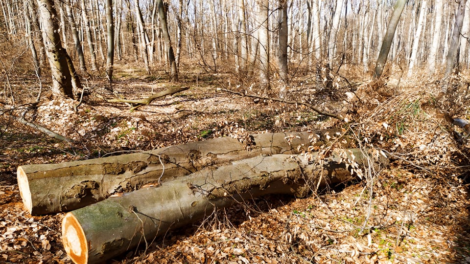 8 кубика бракониерска дървесина конфискуваха горски