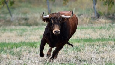 Бик рани в корема и слабините стопанина си в Исперих, той издъхна в болница