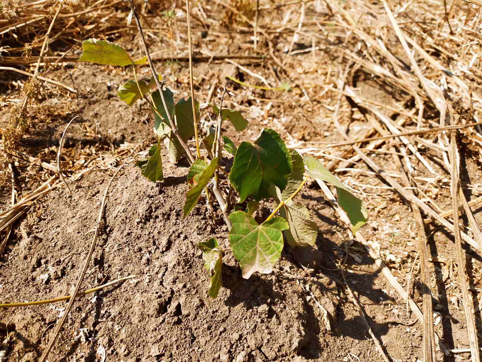 Сушата не попречи на 88 дка нови гори