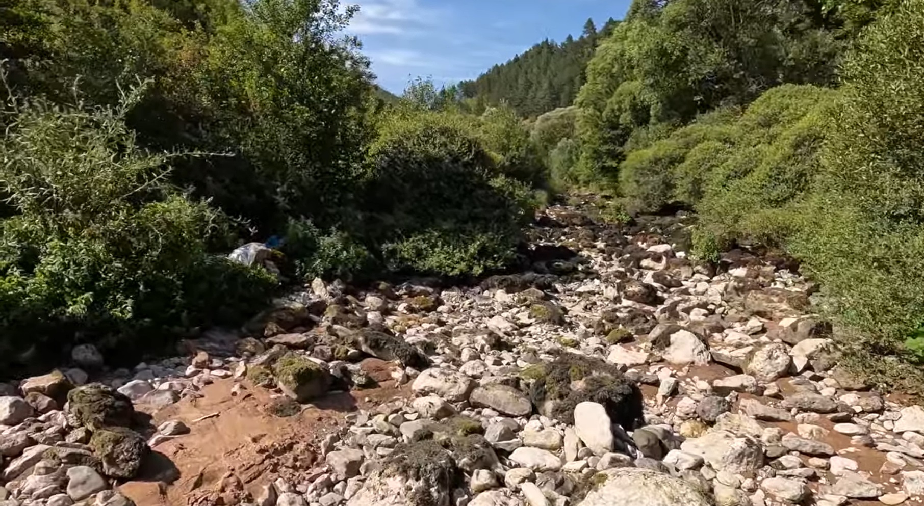 Започна извозването на тонове мъртва риба от района на Своге