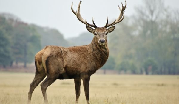 Полицията в Мадан арестува трима бракониери за убийството на благороден елен