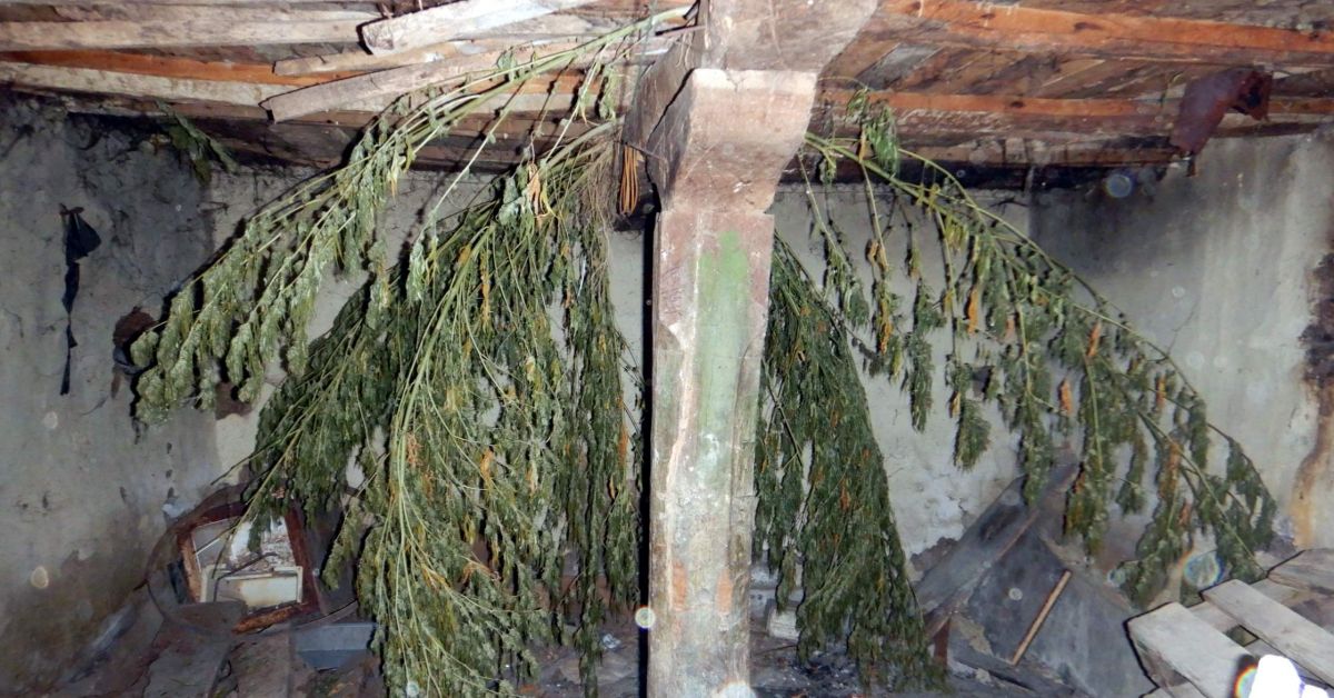 Марихуана за 13 000 лв. вкара мъж в затвора