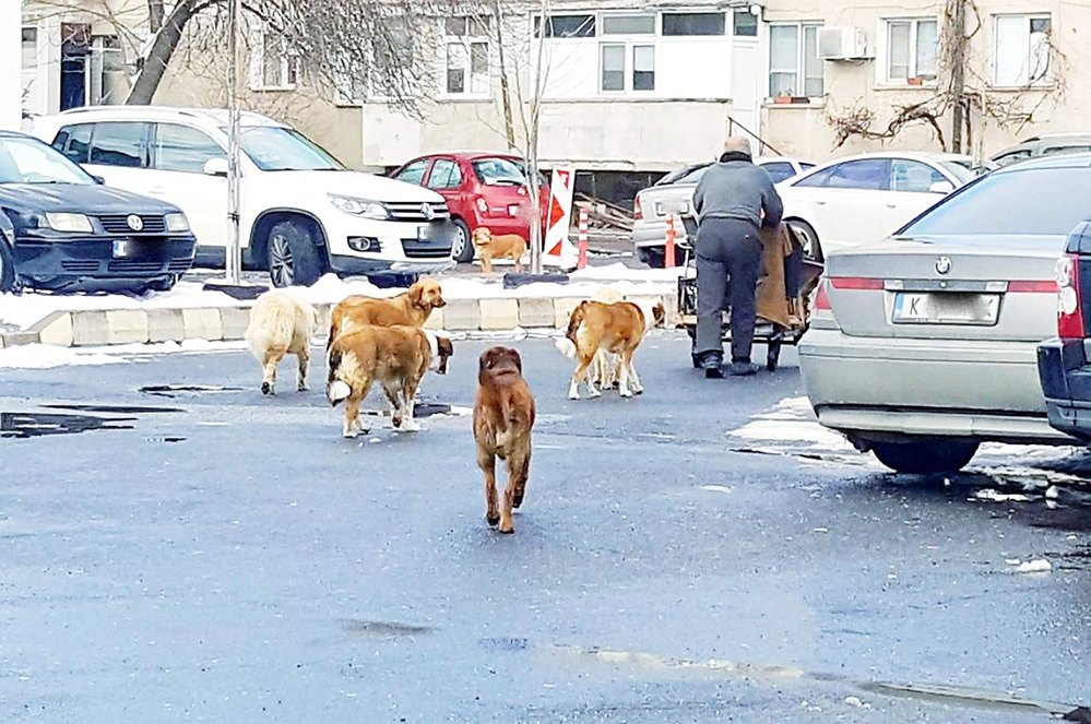 30 хил. евро глоба отнесе грък за отравяне на куче 