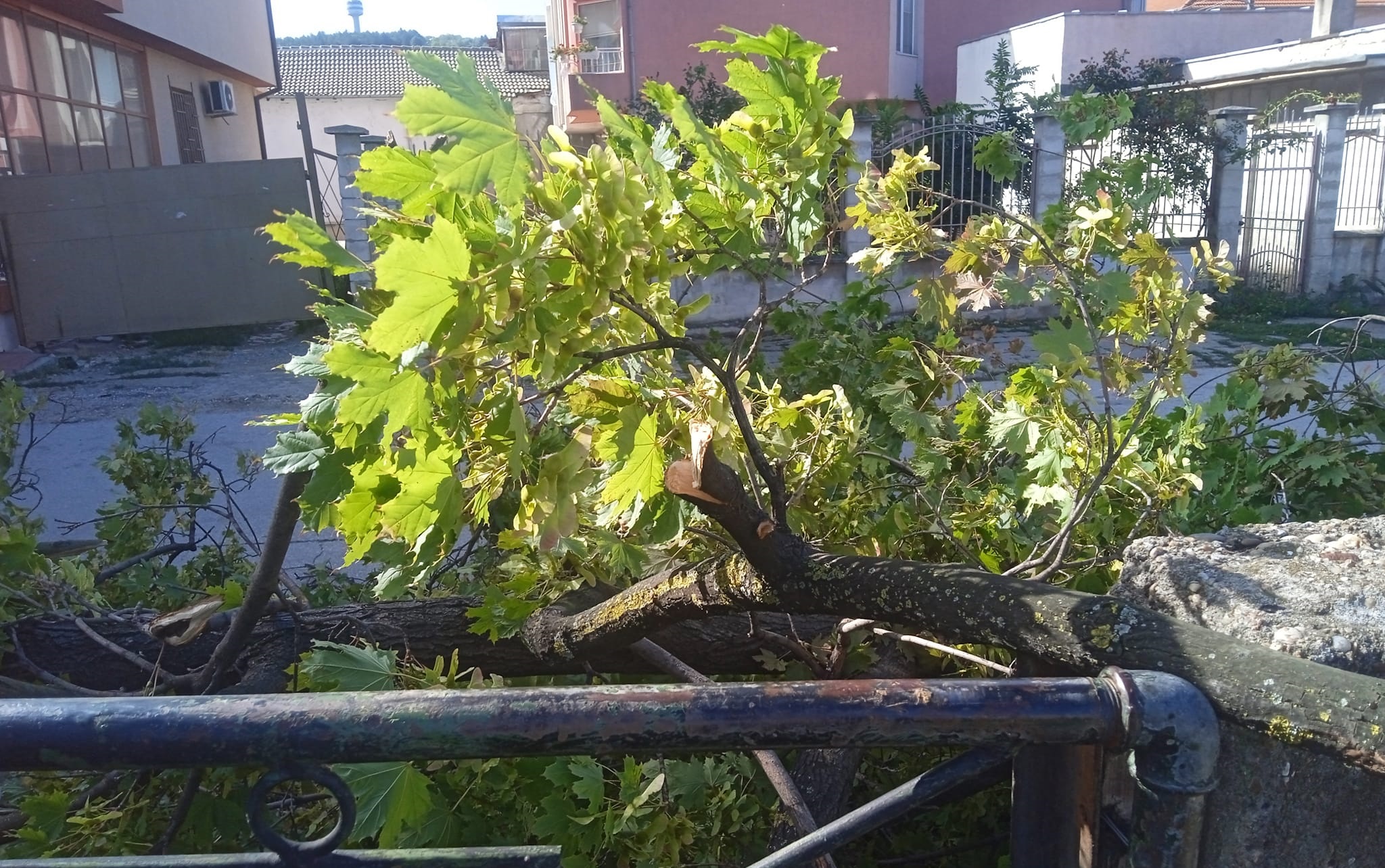 Силен вятър събори дървета в Силистренско