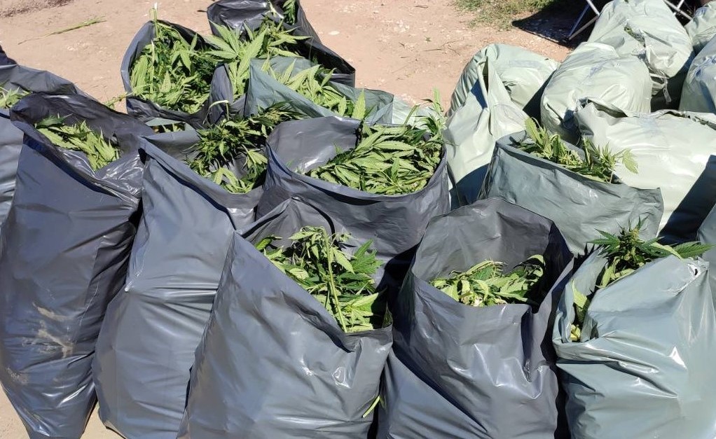 При спецакция иззеха над 330 кг марихуана