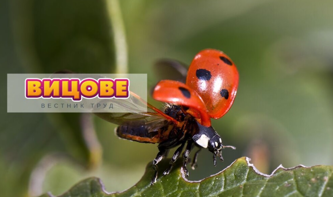 Защо калинките летят бавно?