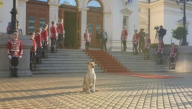 Осиновиха бездомното куче, посрещнало депутатите пред НС (СНИМКИ)