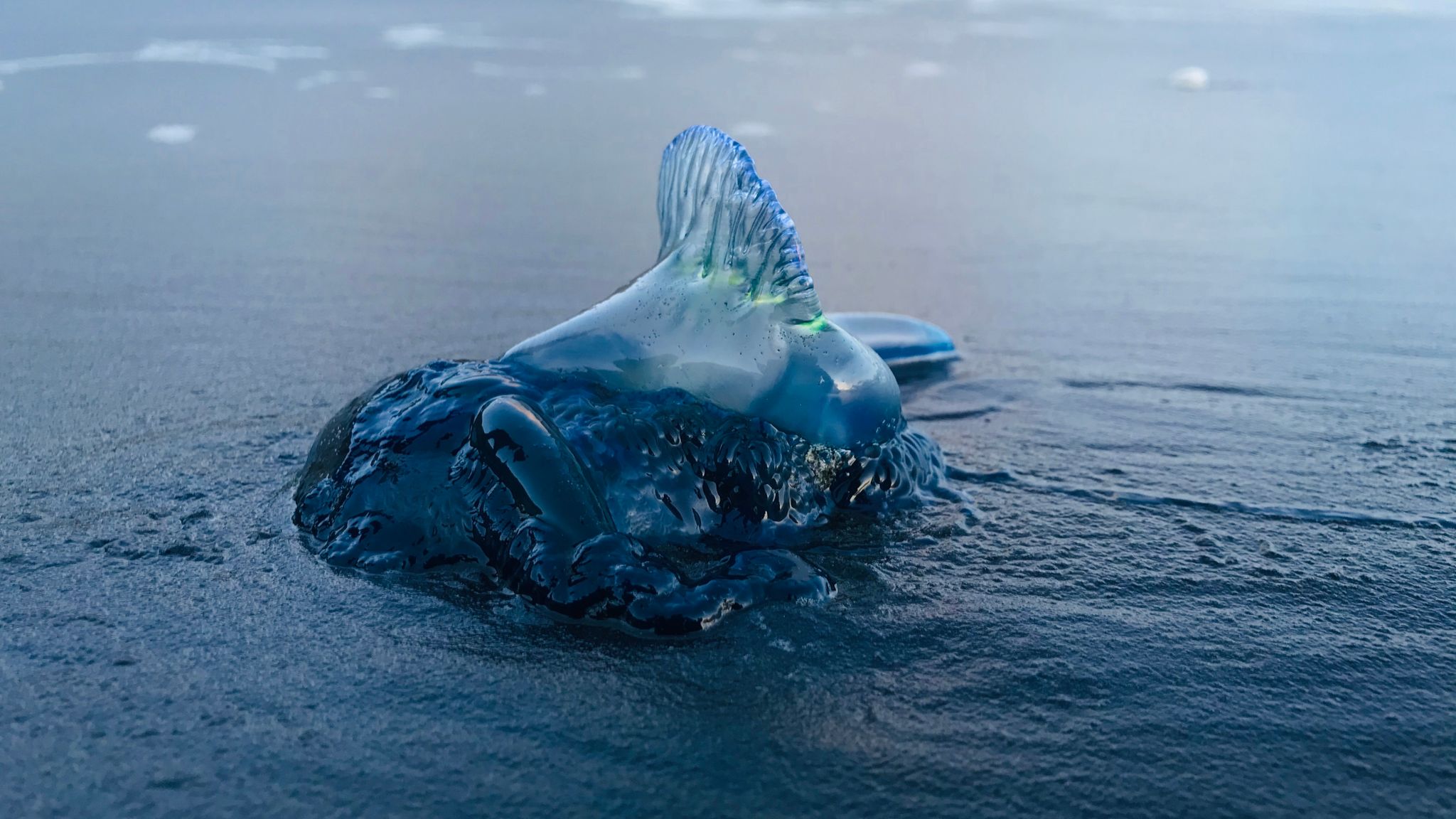 Смъртоносни медузи обграждат Албиона