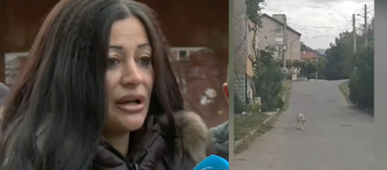 Страх и паника в Дупница заради питбули, които се разхождат на свобода