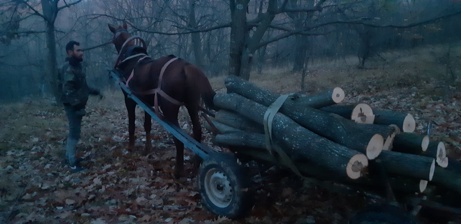 Наглост - три каруци с крадени дърва задържаха в Новопазарско