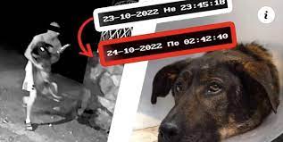 Протест в петък заради мъжа, пребил кучето Мечо