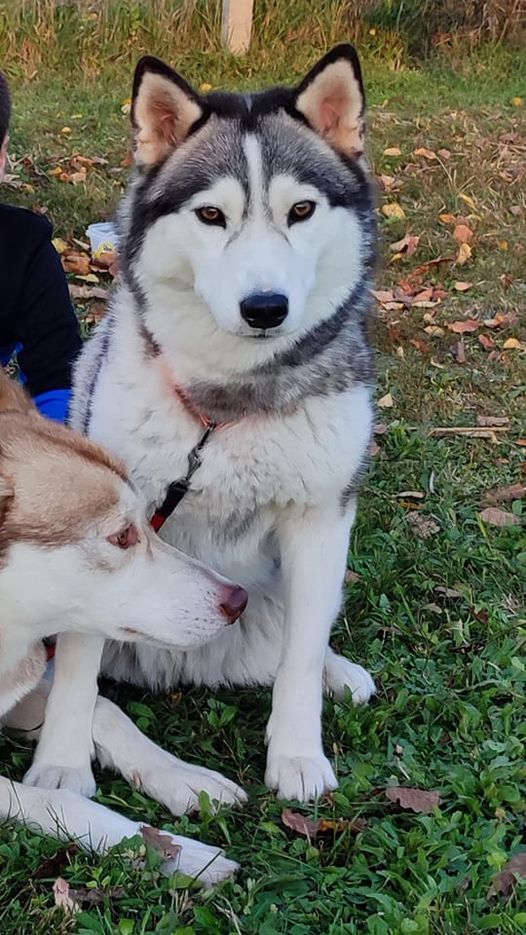 Изчезна Хайди – кучето на европейския ни шампион Ивайло Петров