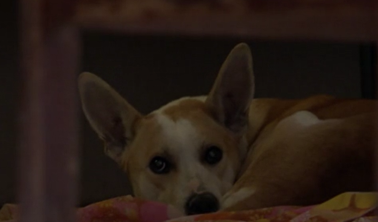 Неизвестни разбиха частен дом, за да освободят куче, което лаело на балкона, изоставиха го на улицата