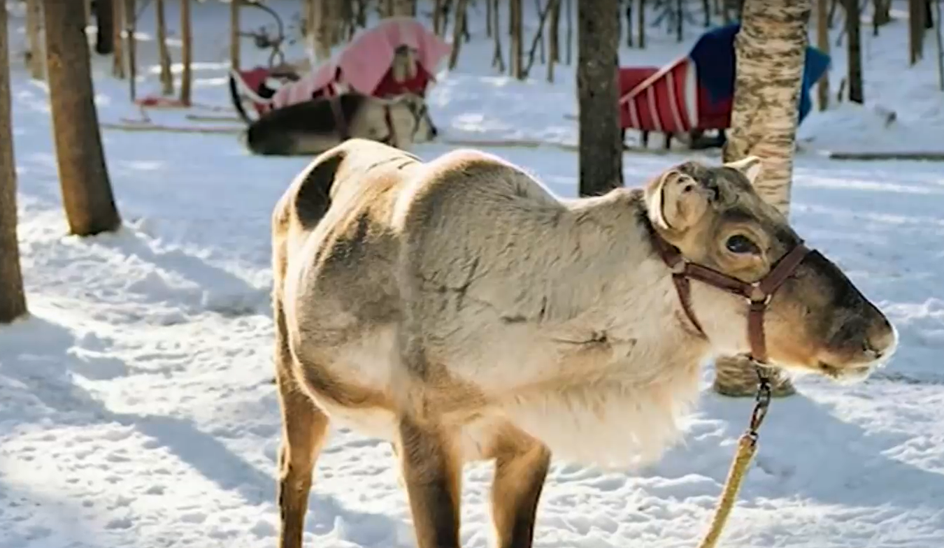 Северен елен избяга от частно стопанство в Разградско