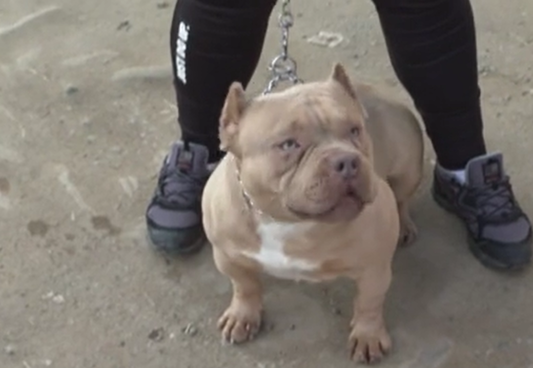 Откраднатите кучета за 40 хил. лв. в Ямболско: Циганите най-вероятно не са знаели колко ценни са