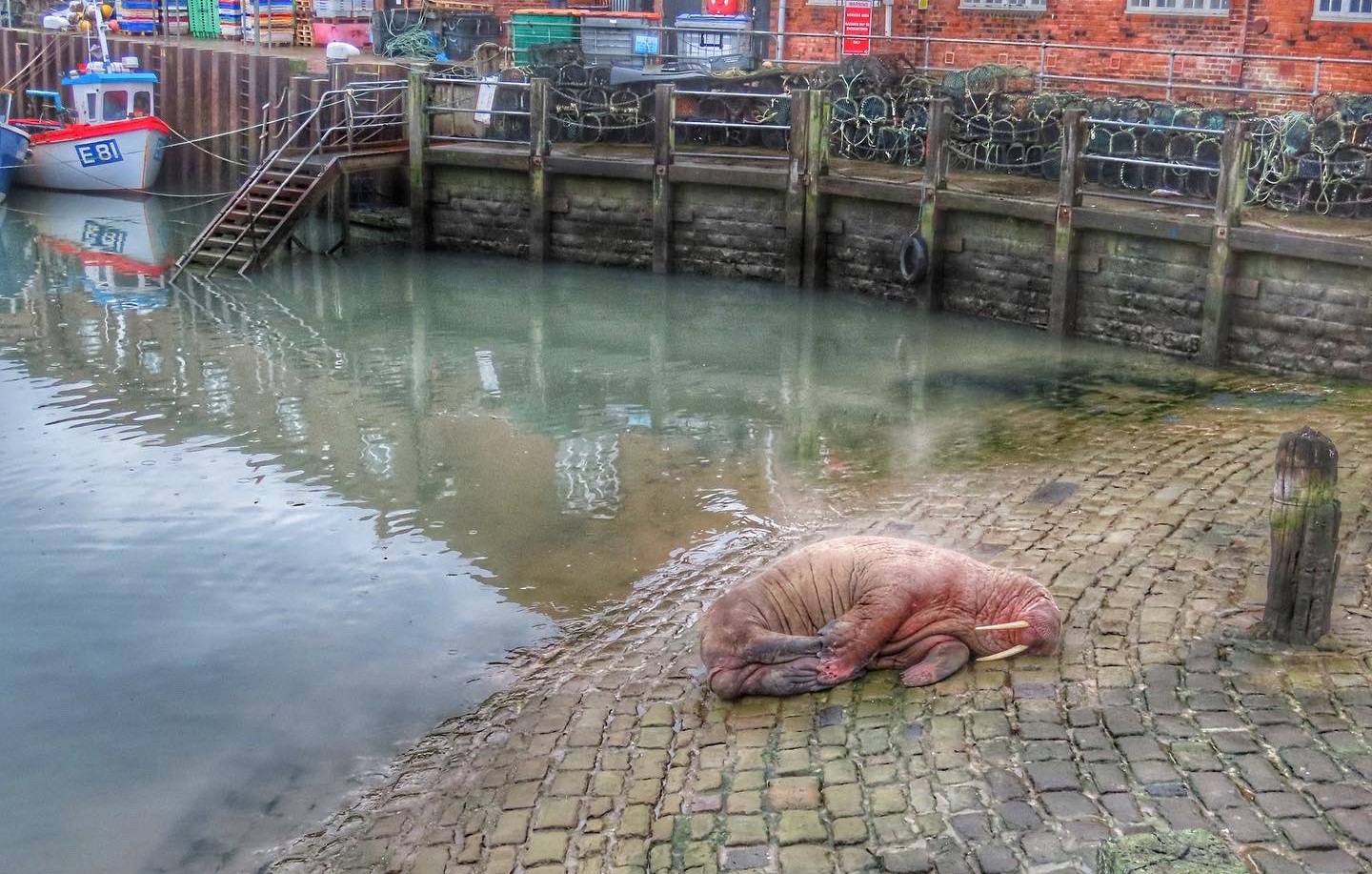Британски град отмени новогодишните фойерверки заради морж (ВИДЕО)