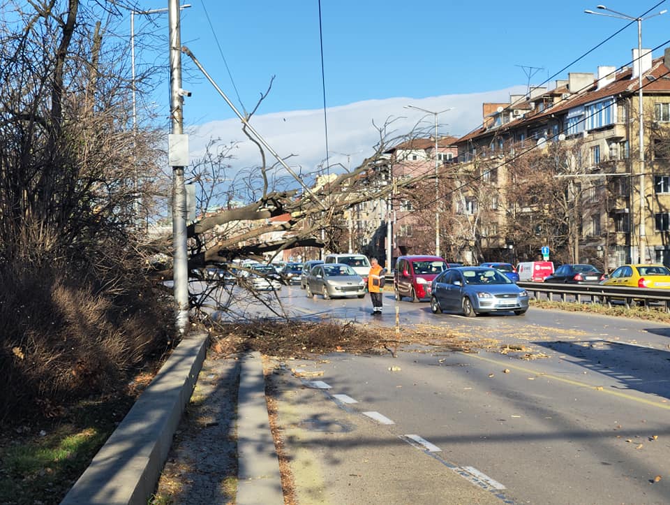 Заради силния вятър: Дърво падна на "Цариградско шосе" в София