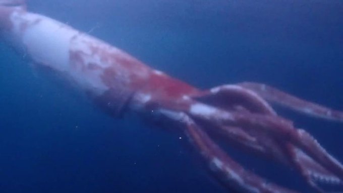 Японски водолази заснеха гигантска сепия (ВИДЕО)