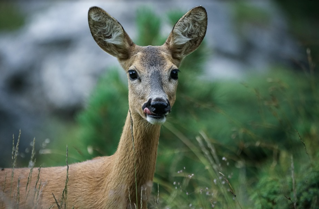 Пожарникари от Смолян спасиха сърна, паднала в река