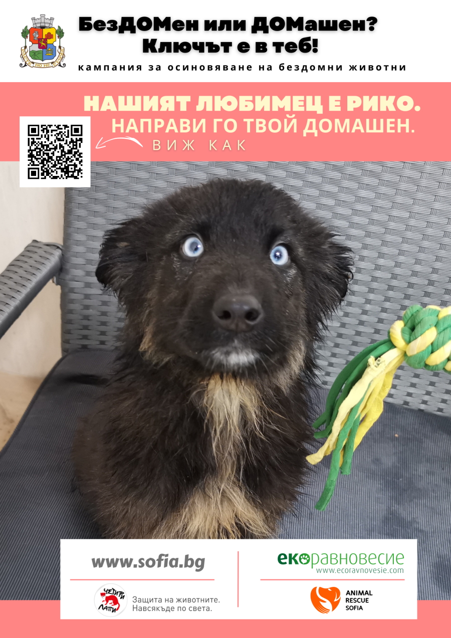 На отговорност към животните учат децата в София