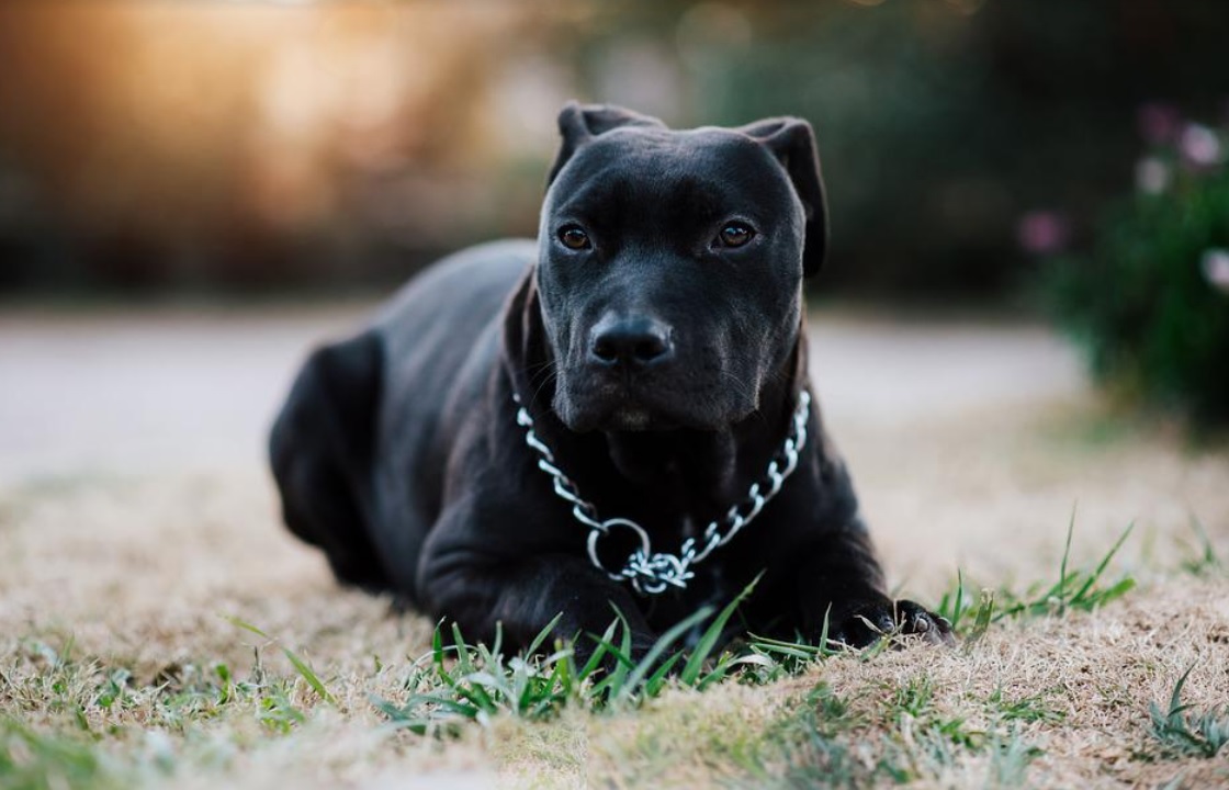 Мъж застреля питбул в Силистренско