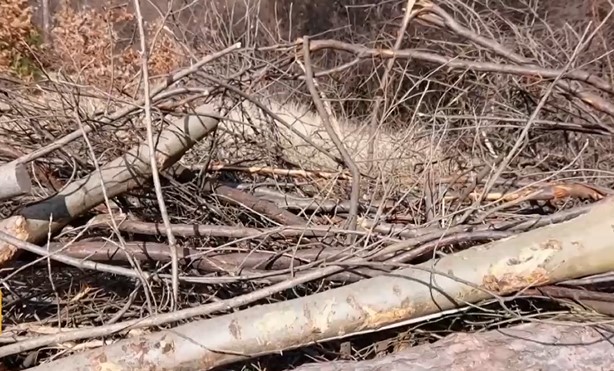 Установиха незаконна сеч в Борисовата градина в София