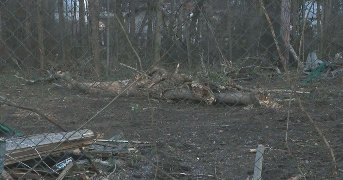 Прокуратурата започва проверка за изсечените дървета в Борисовата градина