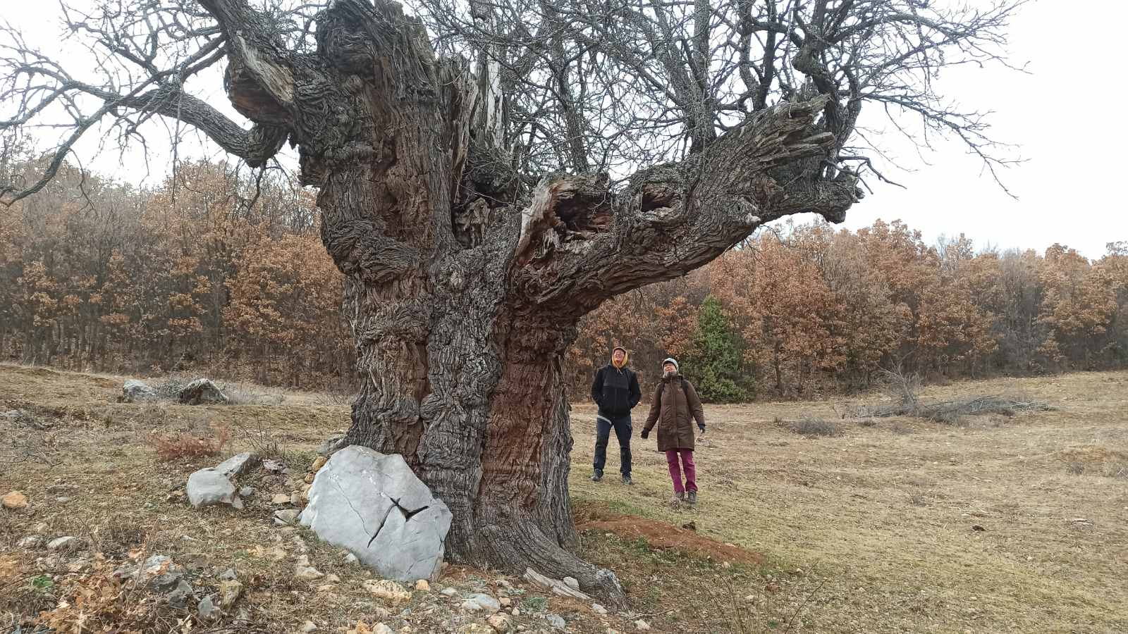 Круша-ветеран не си знае годините