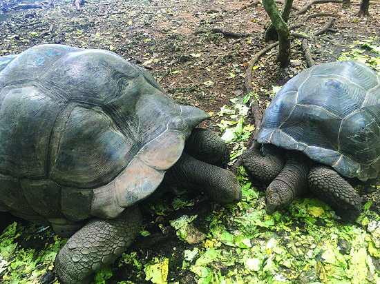 Арестувахме украинка, изнесла контрабандно 116 костенурки от Танзания