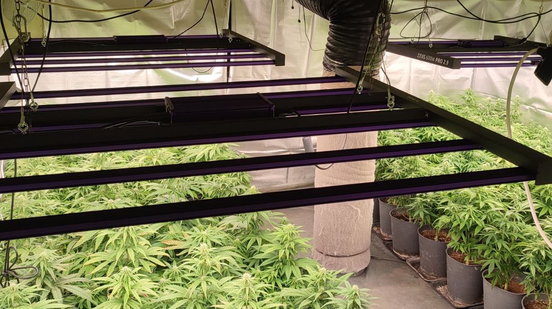 Разкриха три оранжерии за марихуана в Пазарджик (СНИМКИ)