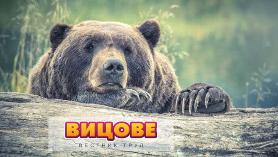 Как да определим каква мечка ни гони?