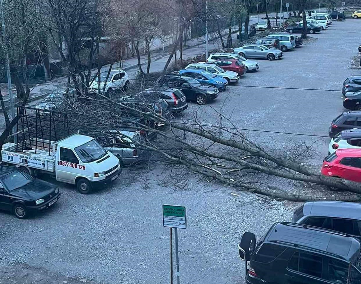 Паднали дървета и материални щети на много места в страната заради силния вятър (СНИМКИ И ВИДЕО)