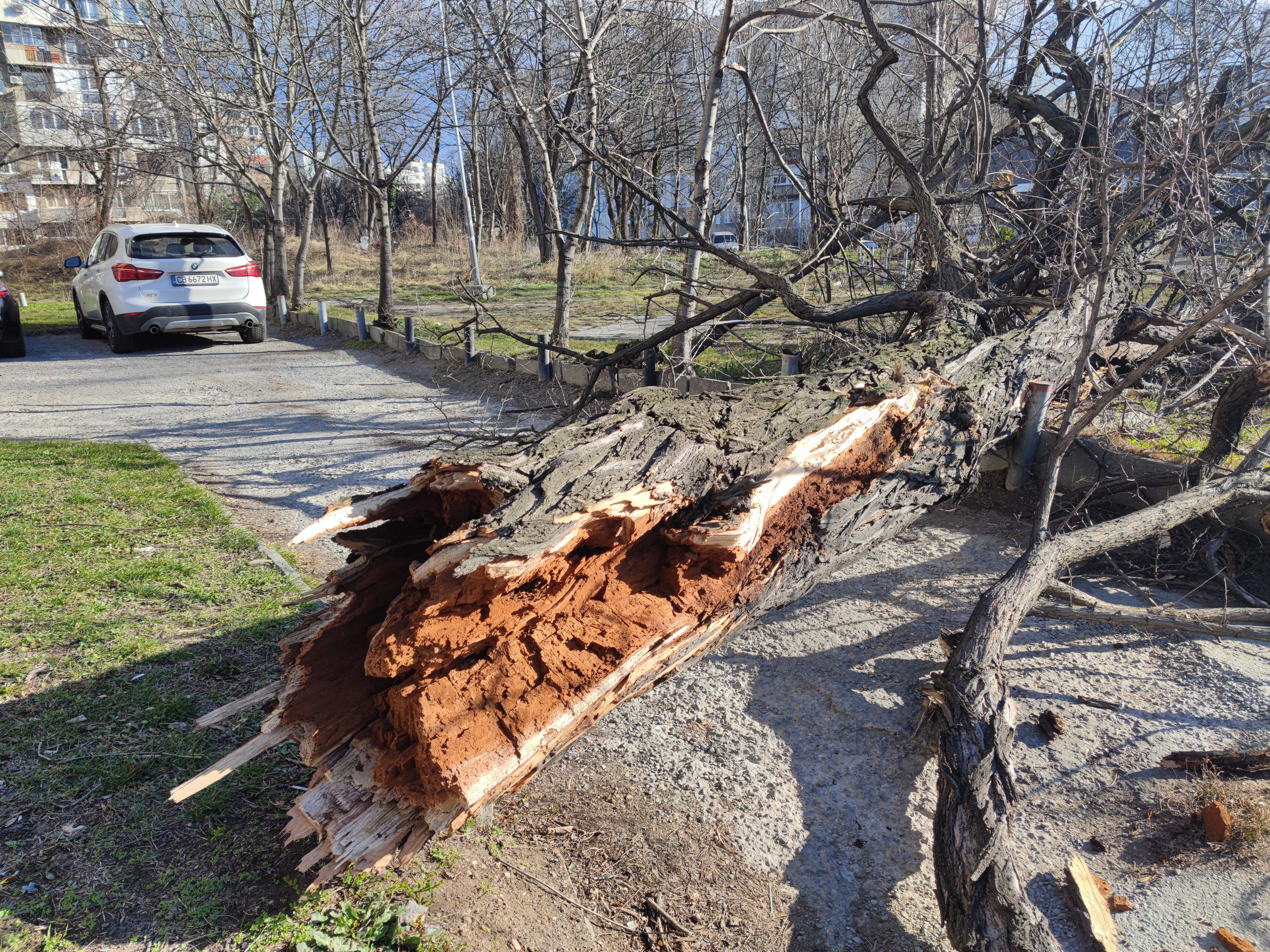 Две дървета паднаха върху автомобил в столицата