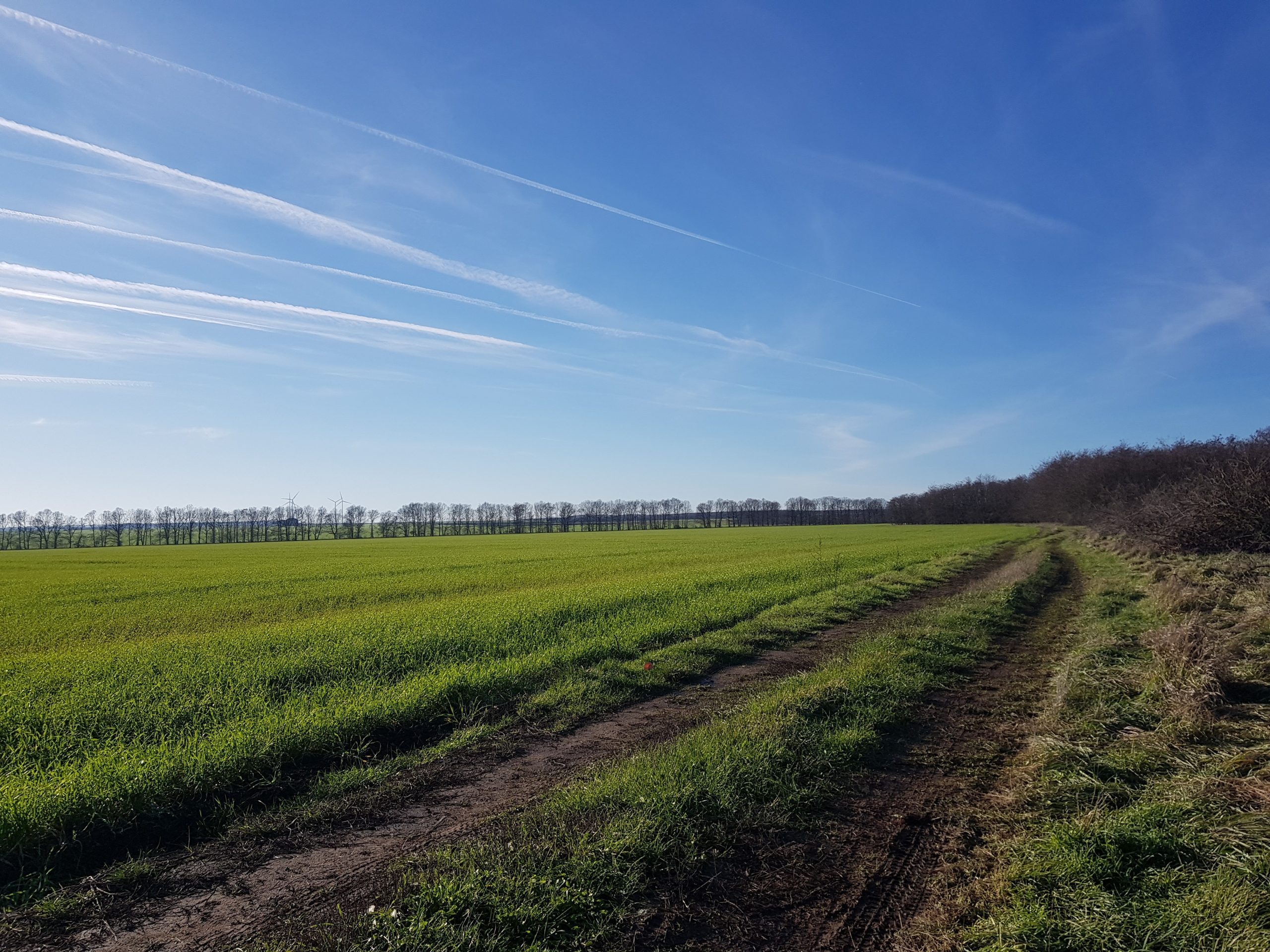 Разработват регионална програма за горските пояси