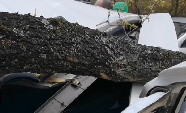 Част от топола се заби в предното стъкло на автомобил в район "Изгрев"