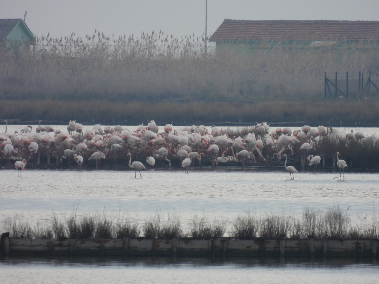 За пръв път у нас: Розово фламинго строи гнезда в Атанасовско езеро