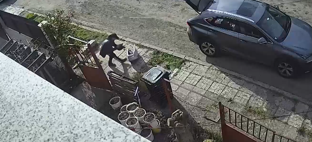 Жена се престори на общински служител и отвлече домашна котка