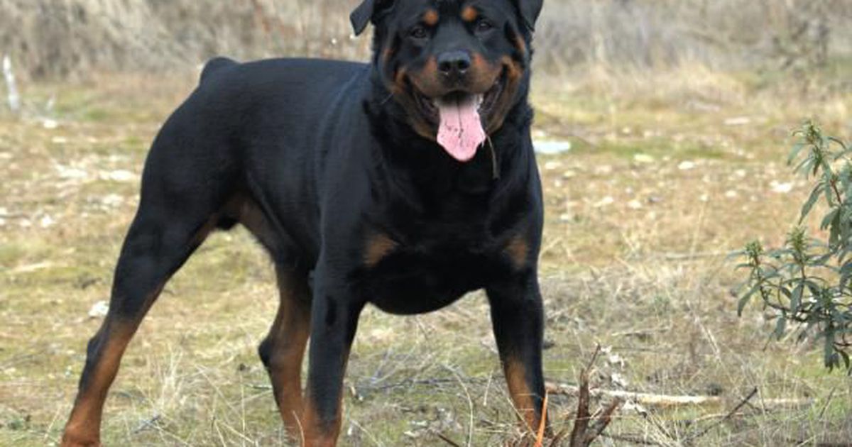 Ротвайлер нападна майка с бебе